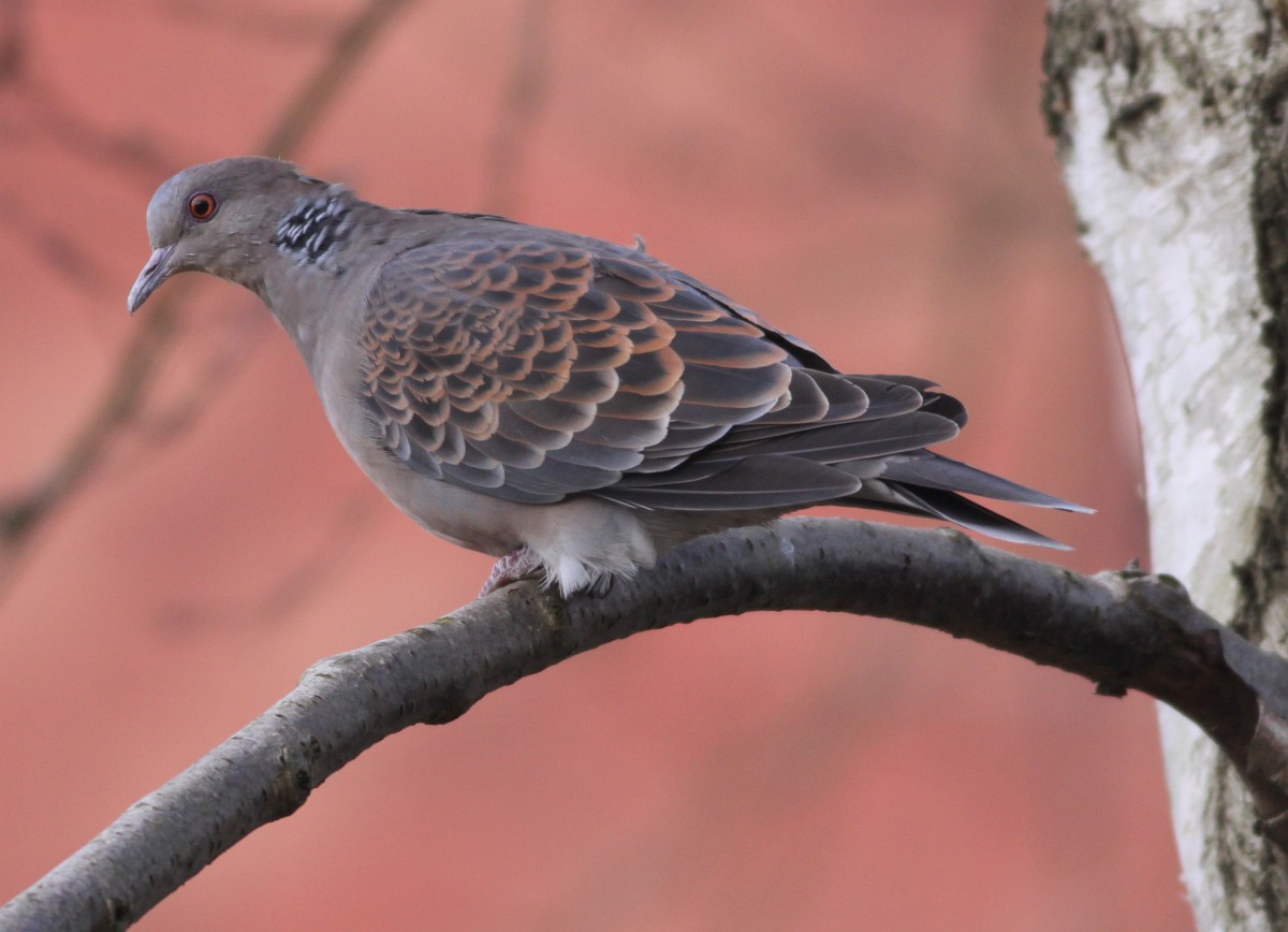 Streptopelia orientalis, Oriental Turtle Dove
